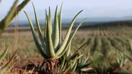 Aloe Vera (Sábila) Turkish Natural Soap